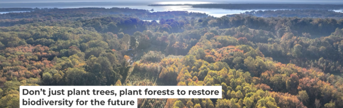 A long-running experiment is testing tree mixes to develop the healthiest forests. Mickey Pullen/Smithsonian Environmental Research Center